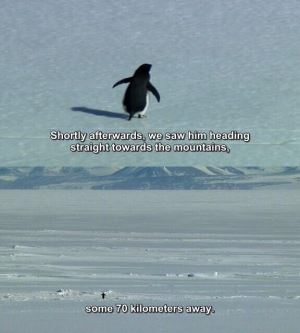 Sosyal Medyada Gündem Olan Nihilist Penguenin Yalnız Yürümesinin Bilimsel Sebebi