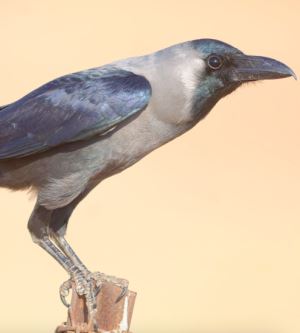 Kargalara Olan Saygınızı Artıracak Bilgiler