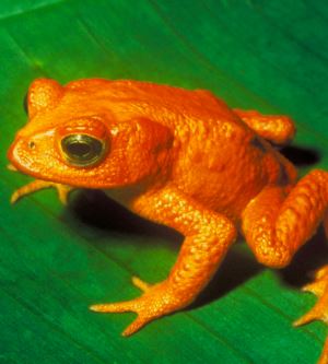 Nesli Tükenen İkonik Bir Hayvan: Altın Kurbağa