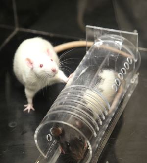 Farelerin Birbirine Yardım Edebileceğini Ortaya Koyan Empati Deneyi