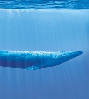 Balinalar Bir İnsanı Yutabilir mi?