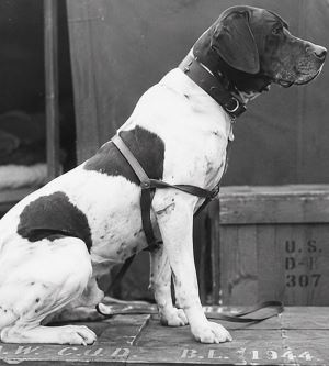 Savaş Esiri Olarak Resmen Kayıtlara Geçen Tek Köpek: Judy