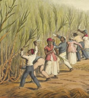 Dünyayı Değiştiren Tatlı Taş: Şekerin 8000 Yıllık Tarihi Yolculuğu