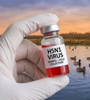 Bir Sonraki Pandemi Olma Olasılığı Yüksek Olan Tehlike: Kuş Gribi
