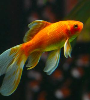 Japon Balıkları Neden Ölür?