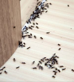 Karınca İstilası Neden Başlar? Mutfağı Karınca Basarsa Ne Yapmanız Gerekir?