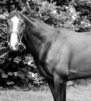 Zamanında İrlanda'nın Rekorlar Kıran Efsane Yarış Atı Shergar'ın Trajik Hikayesi