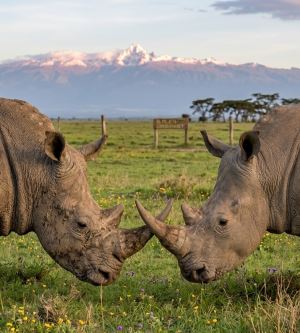 Sadece 2 Dişi Üyesi Hayatta Kalan, Nesli Tükenen Hayvan: Kuzey Beyaz Gergedanı