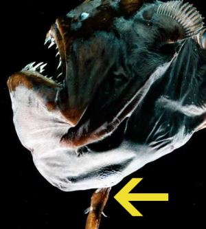 Dişiye Hayatını Adayan Fener Balığının İnanılmaz Cinsel Adaptasyonu