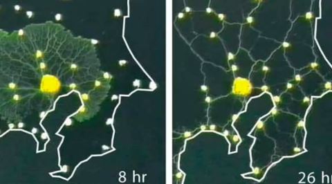 Tokyo'nun Karmaşık Ulaşım Ağını Beyni Olmadan Yeniden Oluşturan Canlı: Cıvık Mantar
