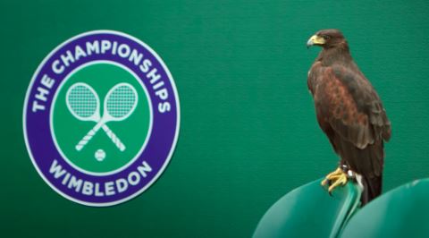 Wimbledon'da Güvercinleri Korkutmakla Görevli Olan Şahin: Rufus