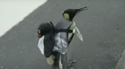 Balık Pazarına Yıllarca Kendi Gidip Gelen Penguen Lala'nın Yüreğinize Dokunacak Öyküsü