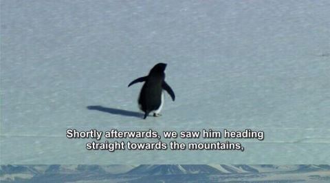 Sosyal Medyada Gündem Olan Nihilist Penguenin Yalnız Yürümesinin Bilimsel Sebebi