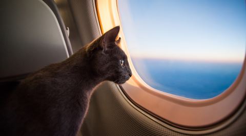 karincalari olume kadar goturebilen garip olay olum cemberi eksi seyler karincalari olume kadar goturebilen garip olay olum cemberi eksi seyler