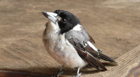 İnsan Olsaydı İlk Vukuatında Müebbet Yiyecek Olan Sayko Hayvan: Kasap Kuşu