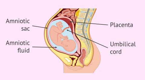 Anne Karnındaki Bebeğin İçinde Bulunduğu Hayati Sıvı: Amniyon Sıvısı