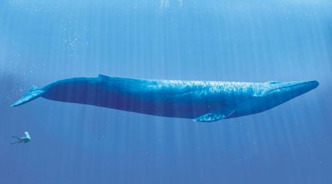 Balinalar Bir İnsanı Yutabilir mi?