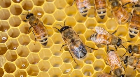 Arıların, Nasıl Yaptıklarına Epey Bir Şaşıracağınız Beyin Yakan Dansı