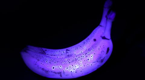 UV Işığı Altında Muzlar Neden Neon Mavisi Gibi Parlar?