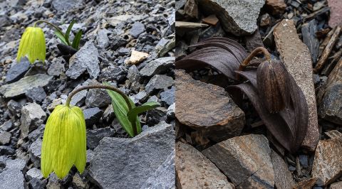 İnsanlardan Saklanacak Şekilde Evrimleşen İnanılmaz Bitki: Fritillaria Delavayi
