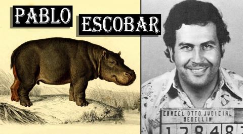 Pablo Escobar'ın Eğlencesiyken Çoğalarak Kolombiya'yı İstila Eden Su Aygırları