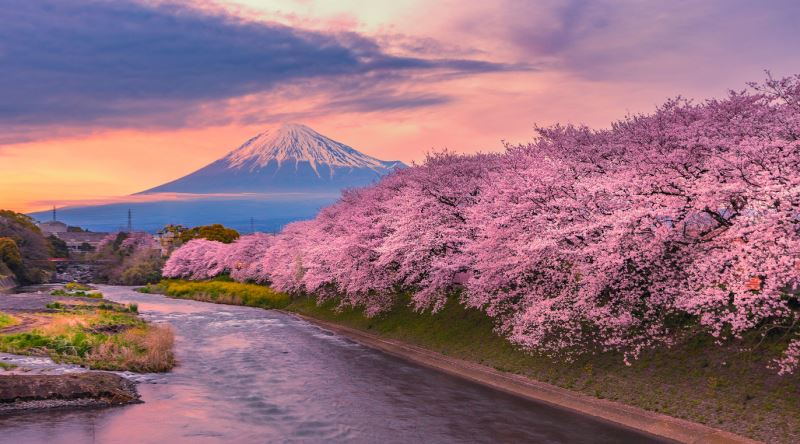 Japonya'da, İzlemenin Özel Bir Gelenek Olduğu Kiraz Çiçeği: Sakura ...