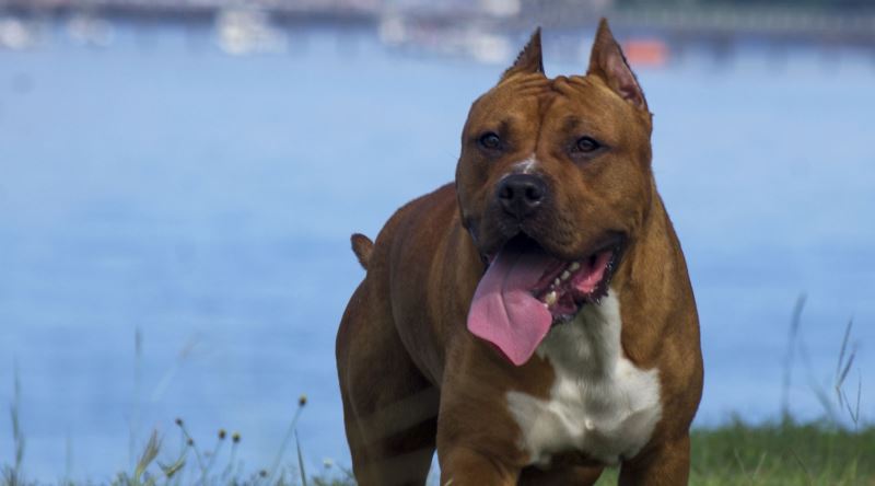 Bir Pitbull Saldırısından Nasıl Kurtulursunuz?