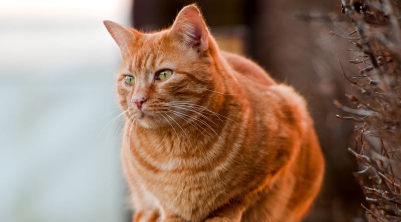 Sarman Kedilerin Cinsiyeti Neden %80 Oranında Erkektir?