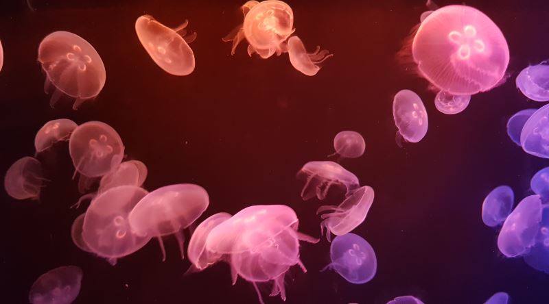 Işık Saçan Canlıların Bu Hareketine Literatürde Verilen İsim: Biyoluminesans