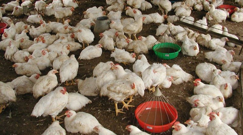 Bugün Yediğimiz Broiler Tavuklarının 1948'de Bir Yarışmayla Başlayan İlginç Hikayesi