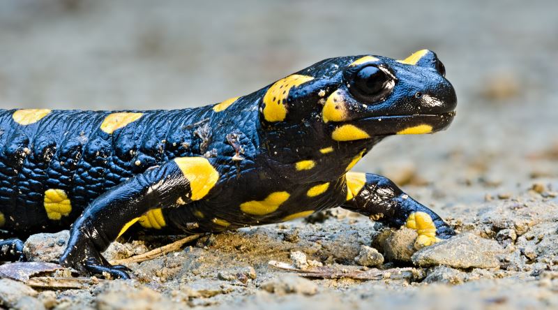 Semenderler Kopan Bir Uzvunu Yenilerken, Hücreler Hangi Hücre Olacağını Nereden Biliyor?