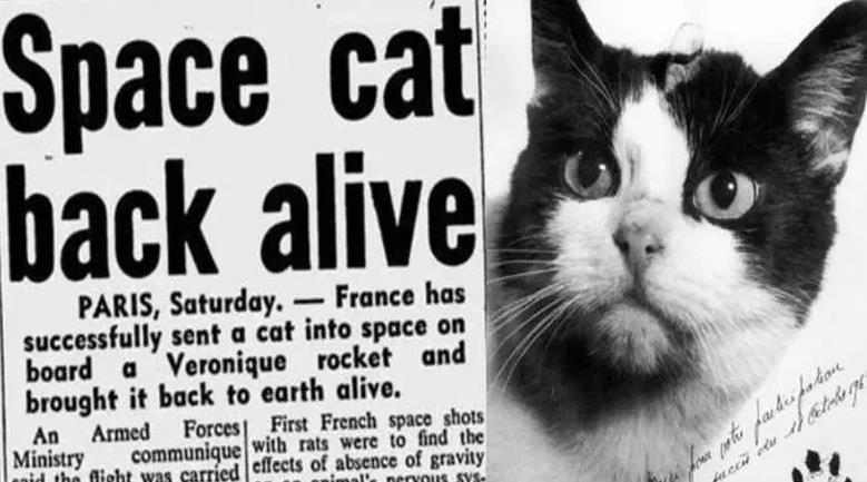 Uzaya Gidip Şaşırtıcı Şekilde Sağ Salim Dönen İlk Kedi: Felicette