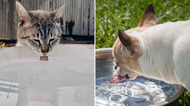 Kediler Su İçerken Neden Hiç Dökmez, Köpeklerse Etrafı Batırır?