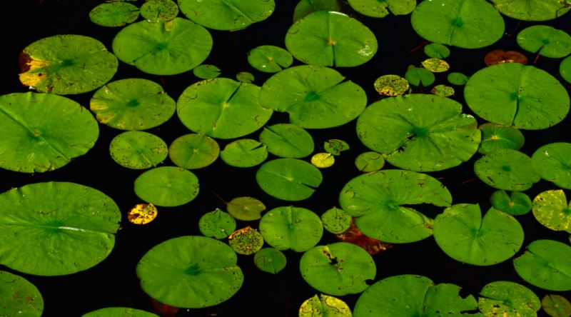 Lotus Yaprağı Çamurun İçinden Çıkıp Nasıl Bu Kadar Temiz Kalabiliyor?