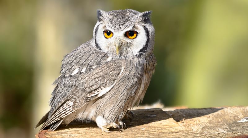 Uğursuzluk Sembolü Olarak Bilinen Baykuşun Türk Mitolojisindeki Önemli Yeri