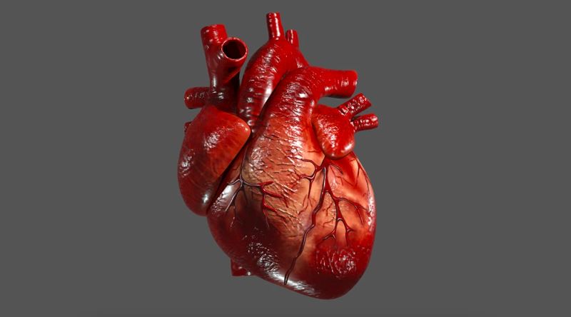 Kalp Kanseri Neden En Nadir Görülen Kanser Türlerinden Biri?
