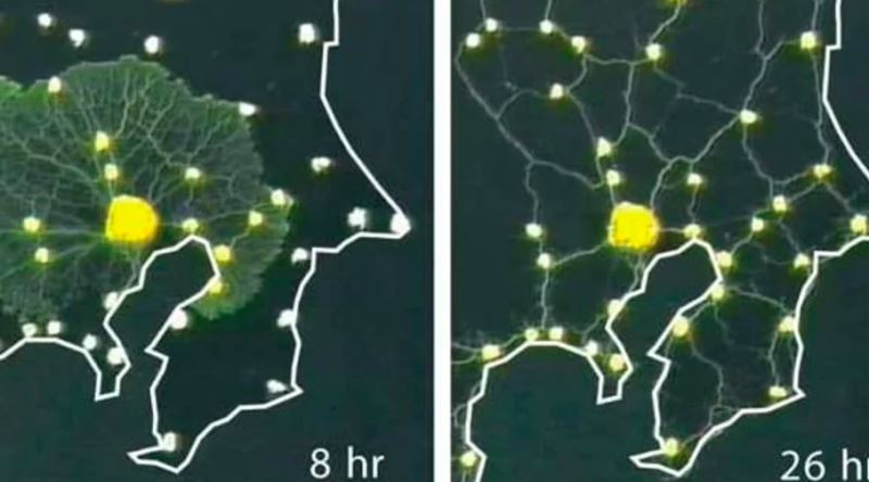 Tokyo'nun Karmaşık Ulaşım Ağını Beyni Olmadan Yeniden Oluşturan Canlı: Cıvık Mantar