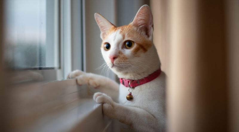 Kediler Neden Miyavlar?