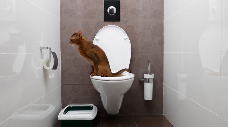 Kedilere Tuvalet Eğitimi Nasıl Verilir