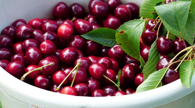 İşlenmiş Gıdalarda Neden Kiraz Aromasına Fazla Rastlamıyoruz?