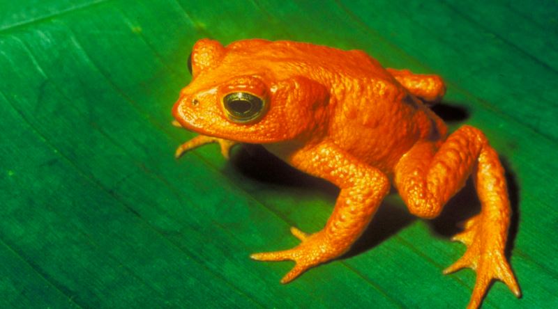 Nesli Tükenen İkonik Bir Hayvan: Altın Kurbağa