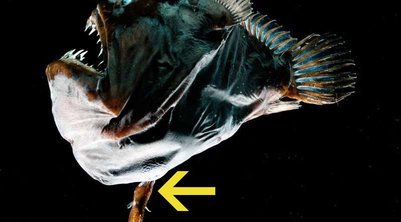 Dişiye Hayatını Adayan Fener Balığının İnanılmaz Cinsel Adaptasyonu