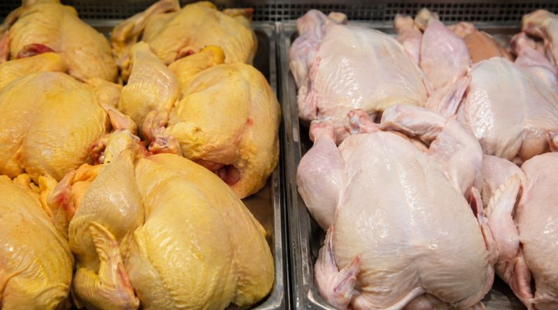 Markette Satılan Tavuk Neden Bazen Sarı, Bazen Bembeyaz Olur?