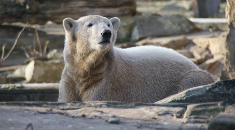 Berlin Hayvanat Bahçesi'nin, Popülaritesi Adeta Çılgınlığa Dönüşen Kutup Ayısı: Knut