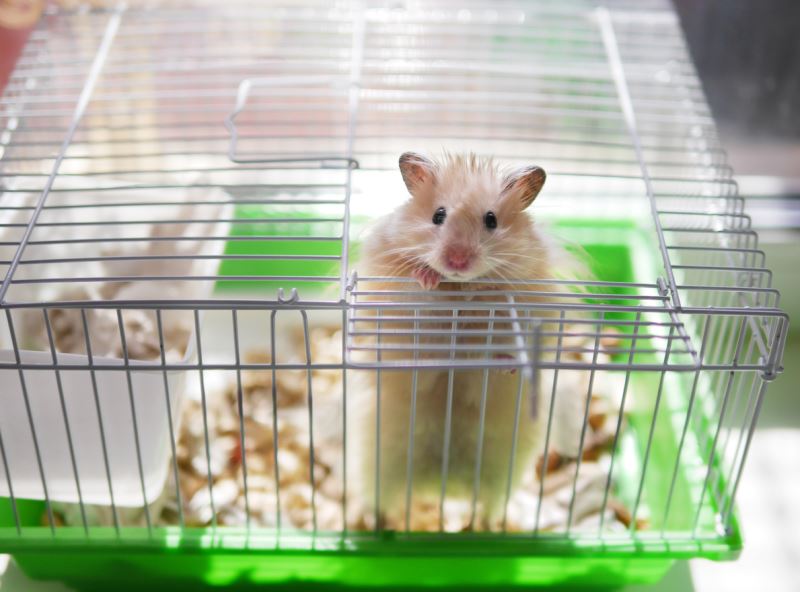 Featured image of post Gonzales Hamster Kafesi Hamster n z n kafesini haftada bir kez temizlemeyi ihmal etmeyin