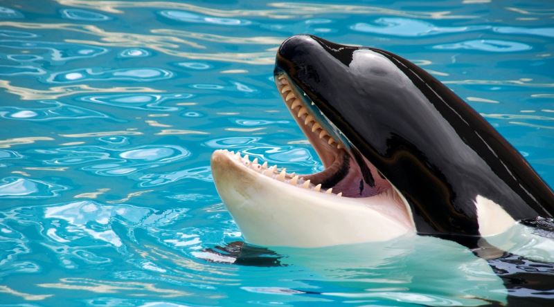 Katil Balinaların Yeri Gelince İnsanlara Yiyecek Teklif Eden Minnoşlar Olduğu Gerçeği