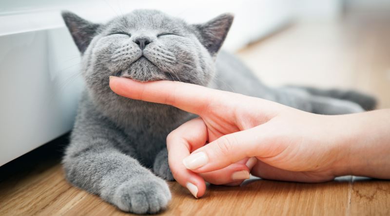 Ev Kedilerinin Mutlulugunu Katbekat Artirmaya Yonelik Kucuk Tavsiyeler Eksi Seyler