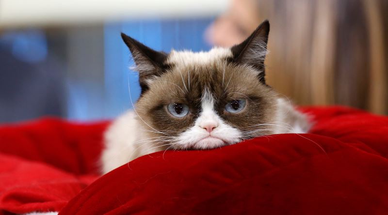 Bir Veteriner Hekimden: Kedi Beslenen Bir Evdeki Kokuyu Azaltmanın Yolları