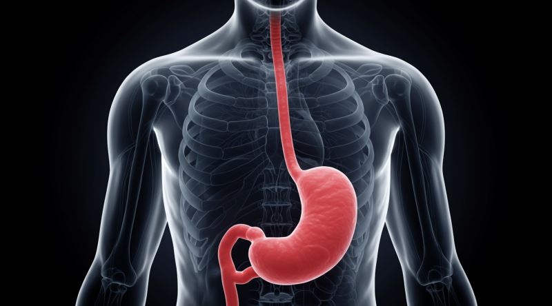 Uzun Süre Aç Kalırsak Vücudumuzda Neler Olup Biter?