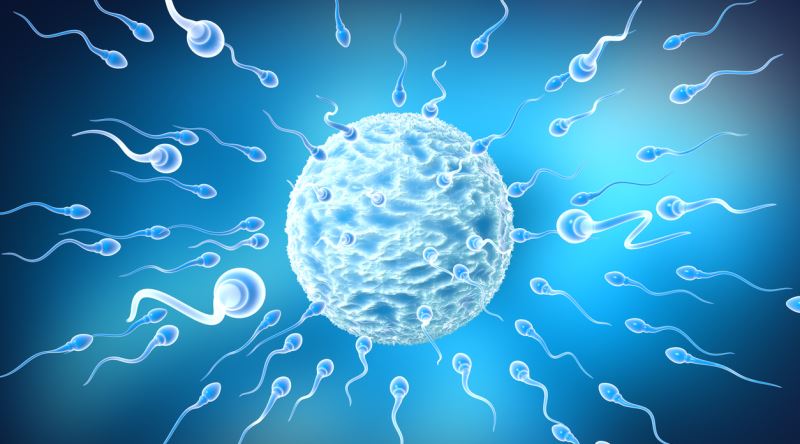 Kad Nlar Menopoza Girerken Erkekler Neden M R Boyu Sperm Retirler